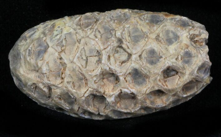 Agatized Fossil Pine (Seed) Cone From Morocco #30010